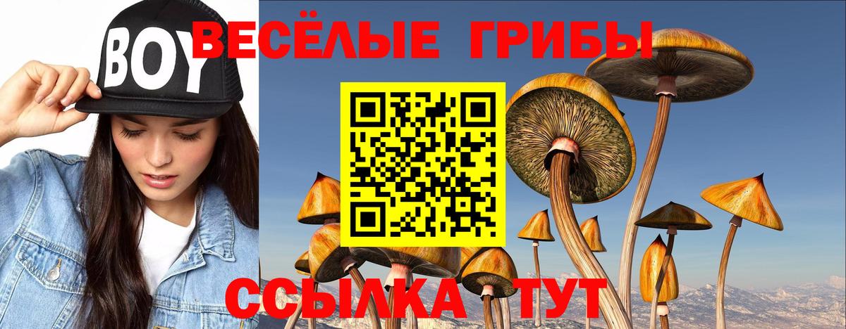 Псилоцибиновые грибы мухоморы  где продают наркотики  Киселёвск  Вход с VPN 